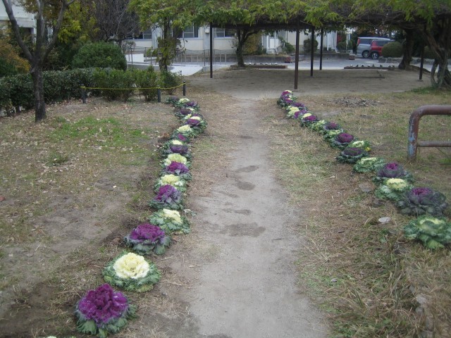 葉ボタンの小径の写真