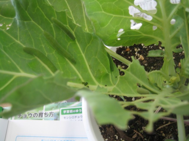 3年キャベツにいる青虫