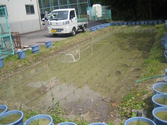 5年バケツ稲と水田