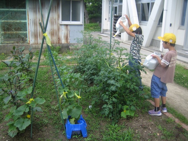 あすなろ学級の夏野菜