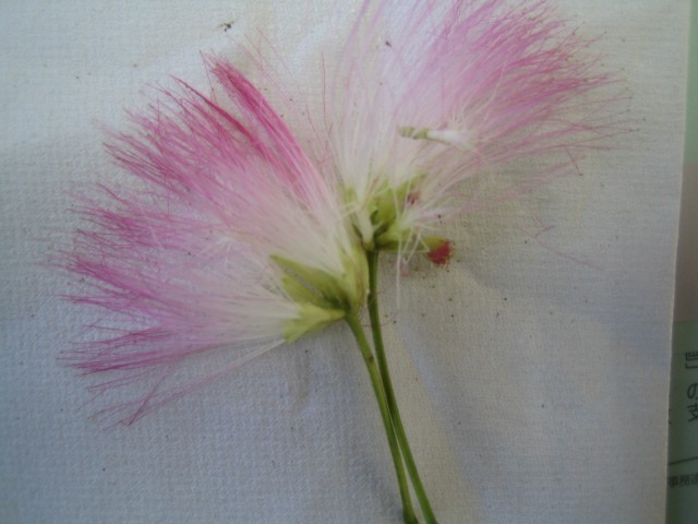 ネムノキの花