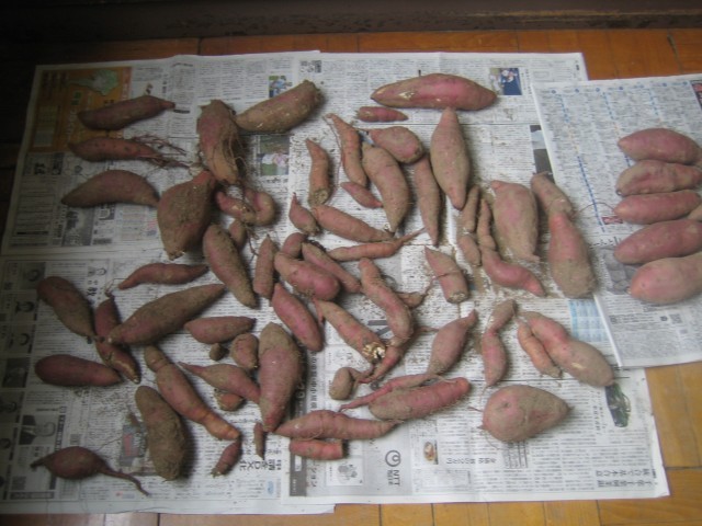あすなろ学級で収穫した芋