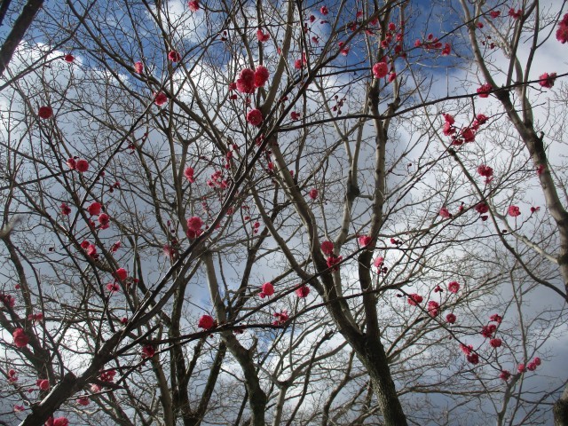 校庭の紅梅