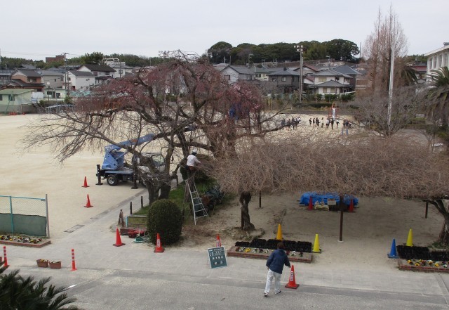 桜のメンテナンス１