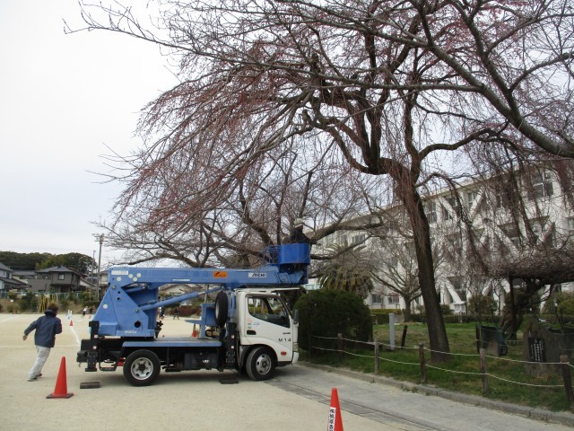 桜のメンテナンス２