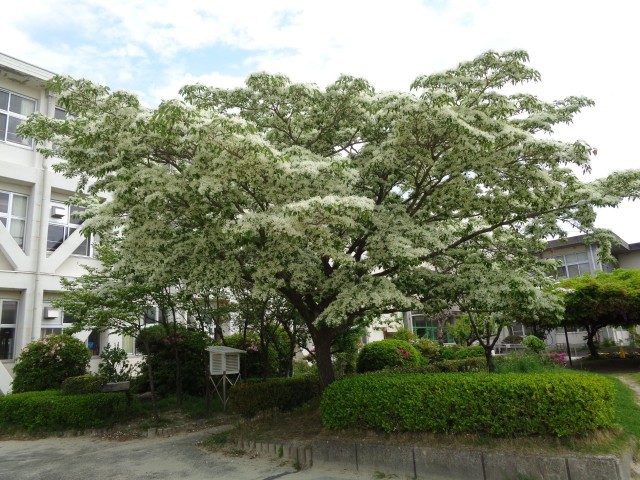 ヒトツバタゴの満開