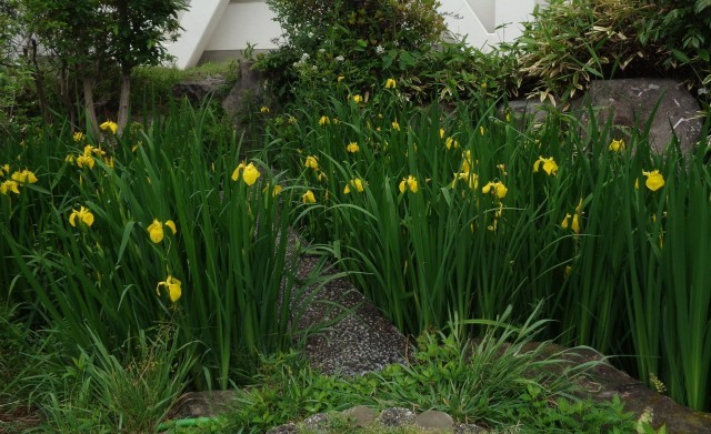 キショウブの花盛り