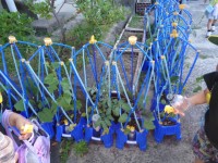 2年生の野菜
