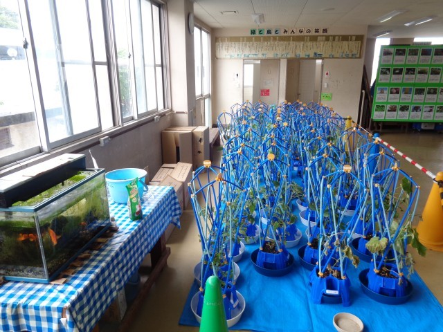 2年生の野菜