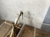 羽化したトンボ