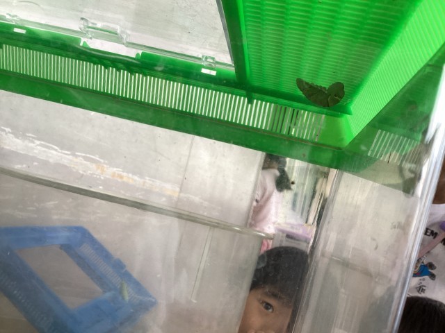 もうすぐさなぎになりそうなアゲハチョウ