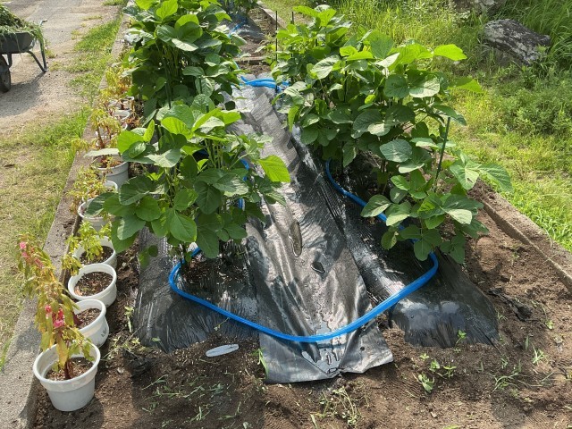 散水ホースが設置された大豆畑