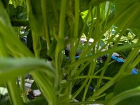 大豆の花（中央）