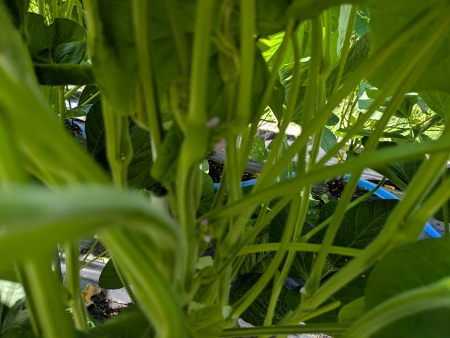 大豆の花（中央）