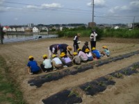 【５月２６日　苗植えの様子】