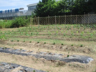 【６月１日　野菜がすくすく】