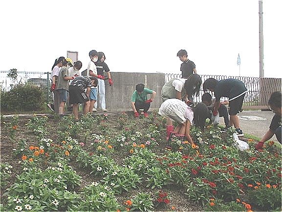 2024年10月7日　委員会　緑化委員会　花壇の草取り